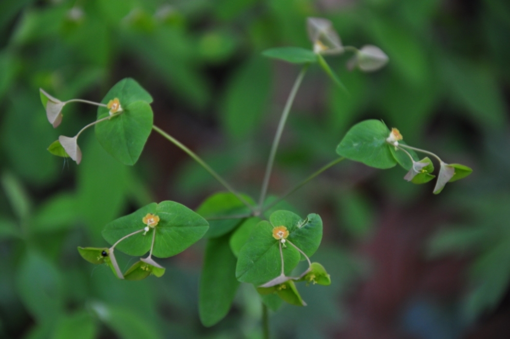 Parco del Curone (LC), Euphorbia dulcis